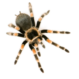 Brachypelma smithi iStock 000003685452XSmall2 300x300 Hypnosis for Phobia / PTSD